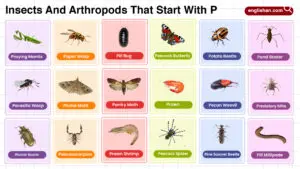 Insects and Arthropods That Start With P Words List