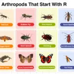 Insects and Arthropods That Start With R Collection