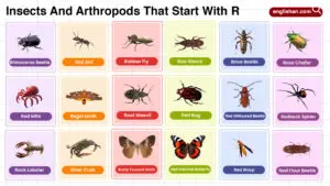 Insects and Arthropods That Start With R Collection