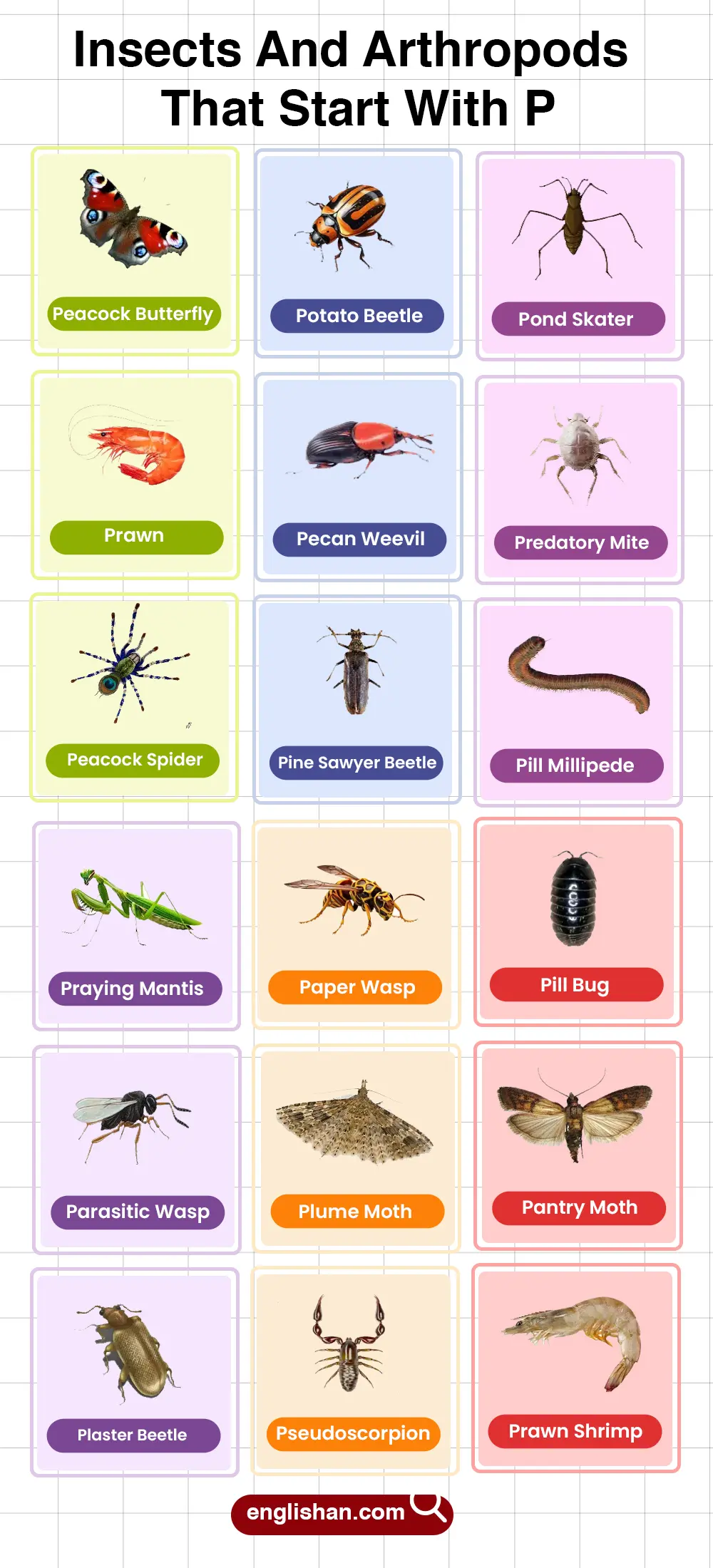 List of Insects and Arthropods That Start With P