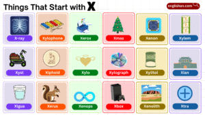 Things that start with X including foods, animals, objects, and brands