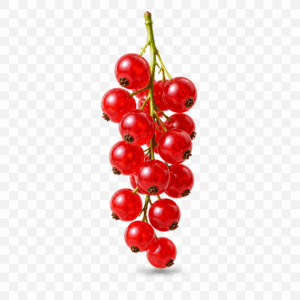 Redcurrant