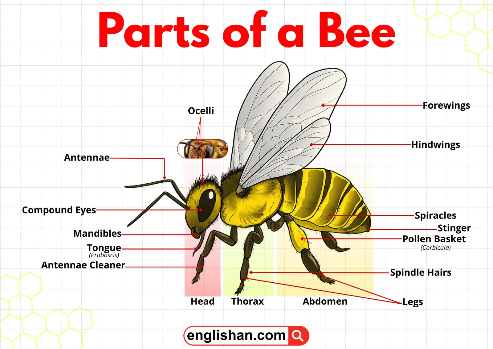 Close-up illustration of a honeybee showing its head, thorax, abdomen, wings, legs, antennae, and stinger.