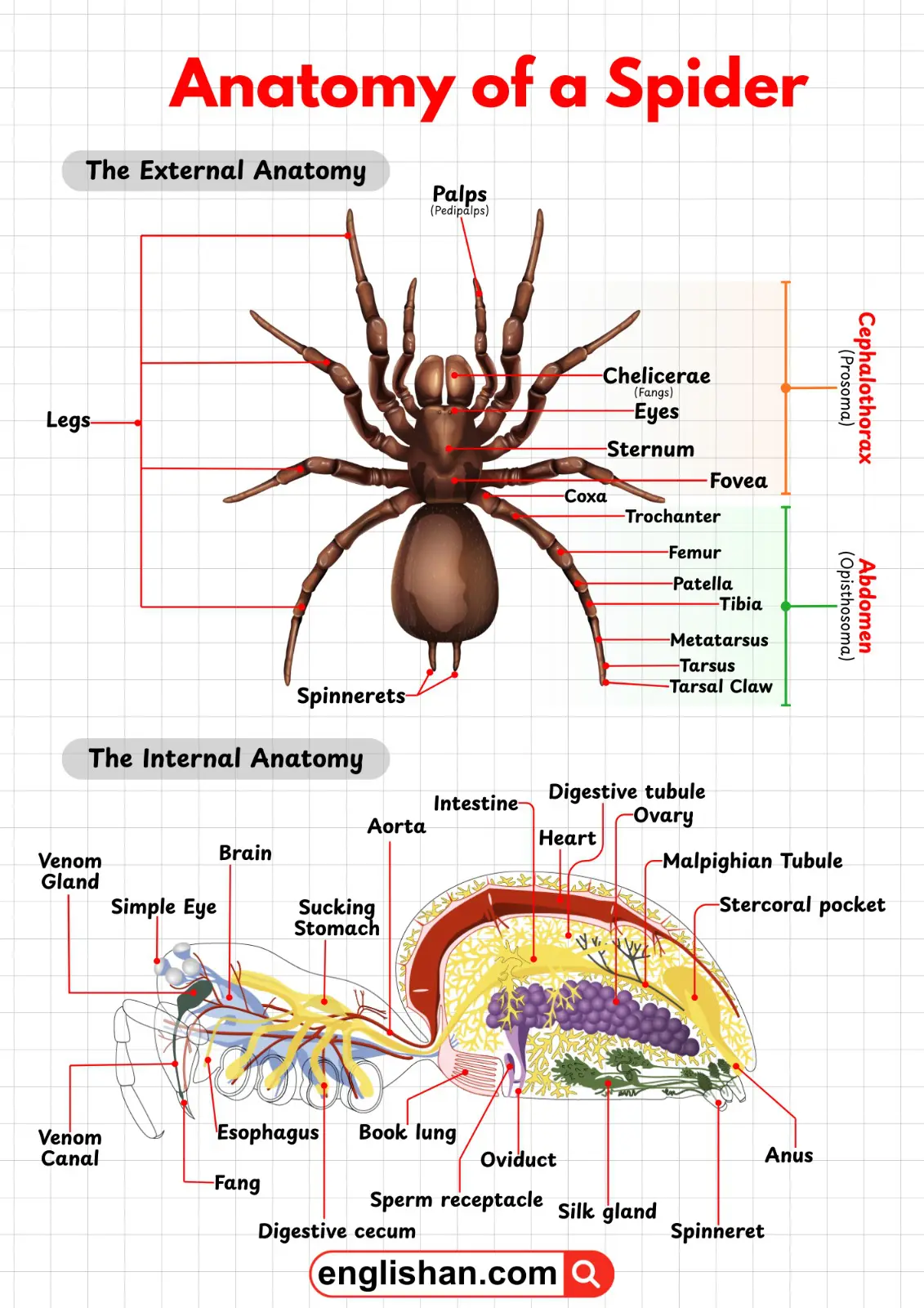 Diagram showing the parts of a spider’s body.