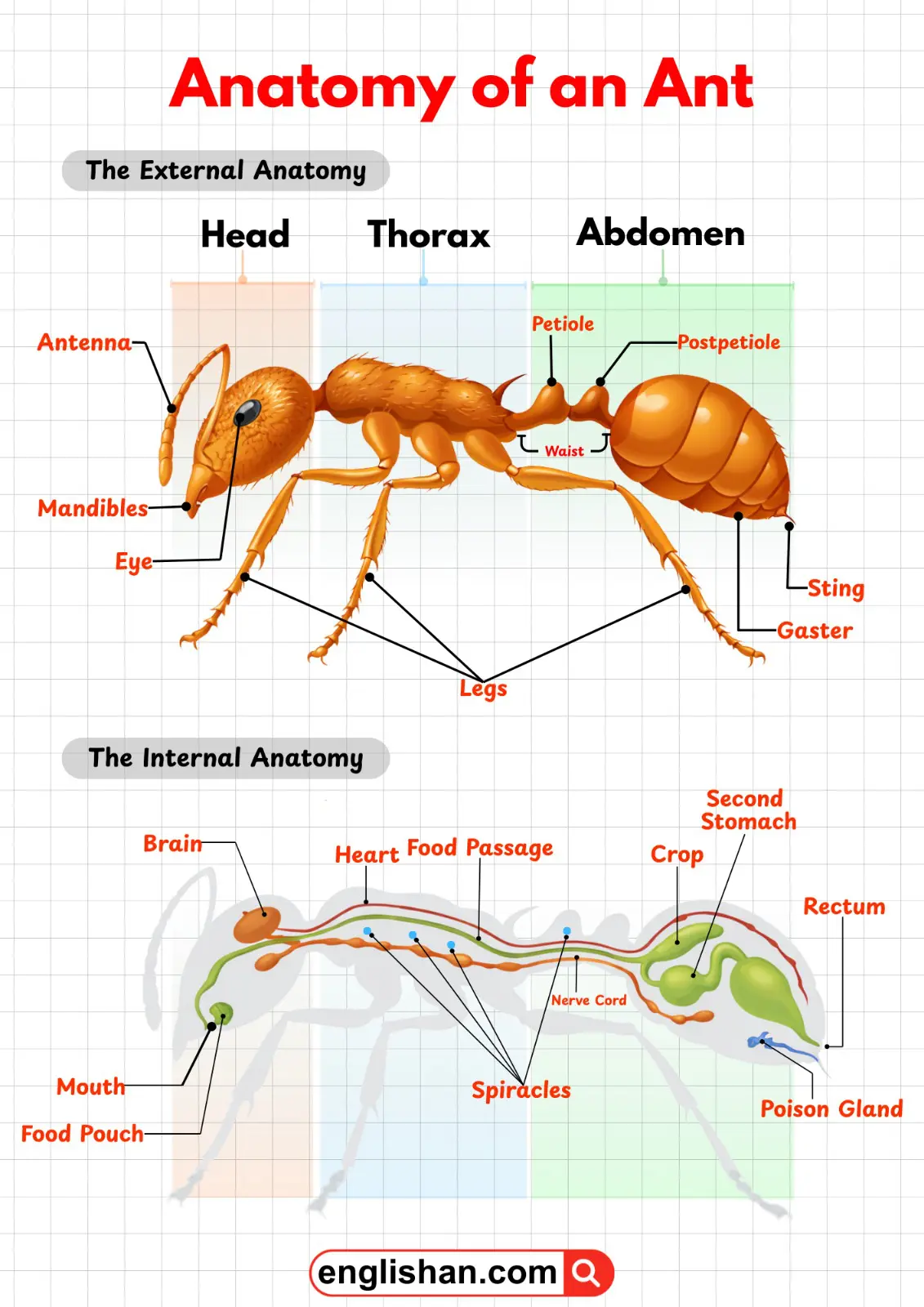 Labeled diagram showing the anatomy of an ant with its main body parts.