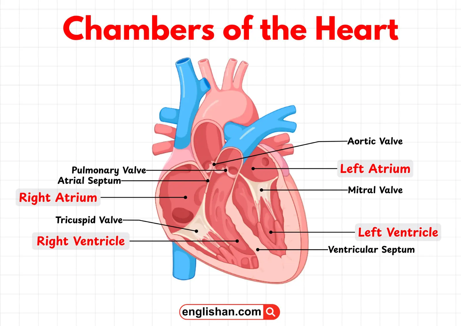 Diagram showing the chambers of the heart: right atrium, right ventricle, left atrium, and left ventricle.