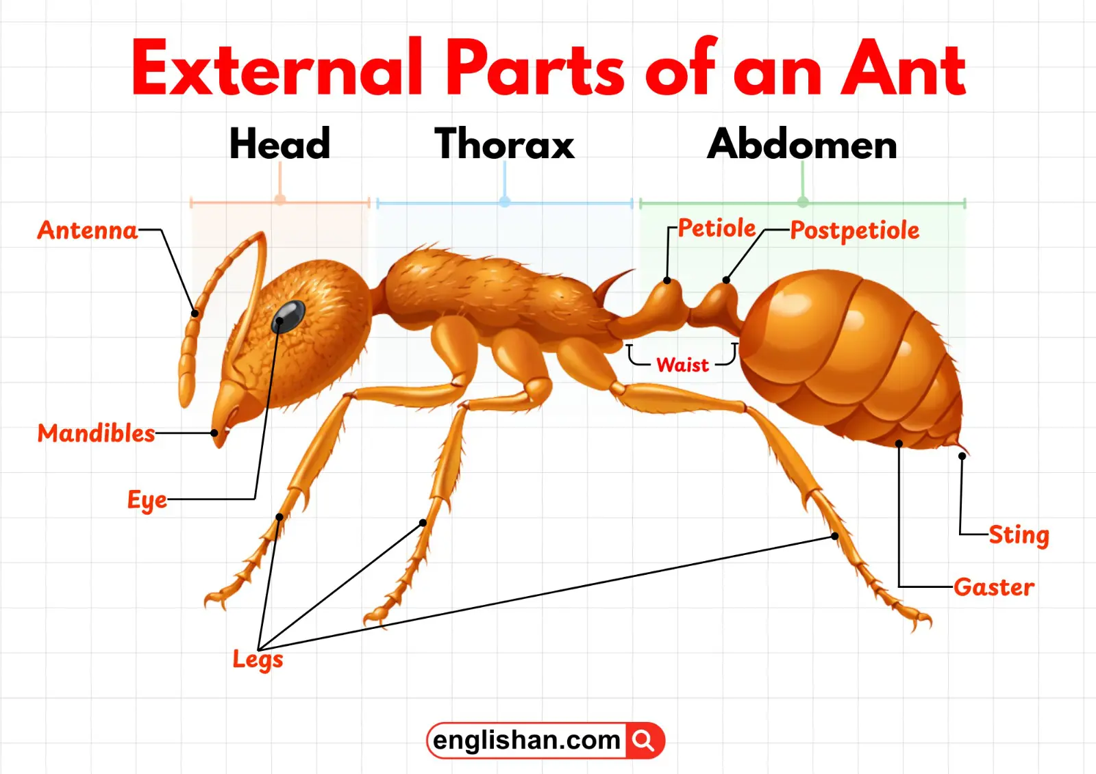 External parts of an ant labeled, including head, thorax, abdomen, legs, and antennae.