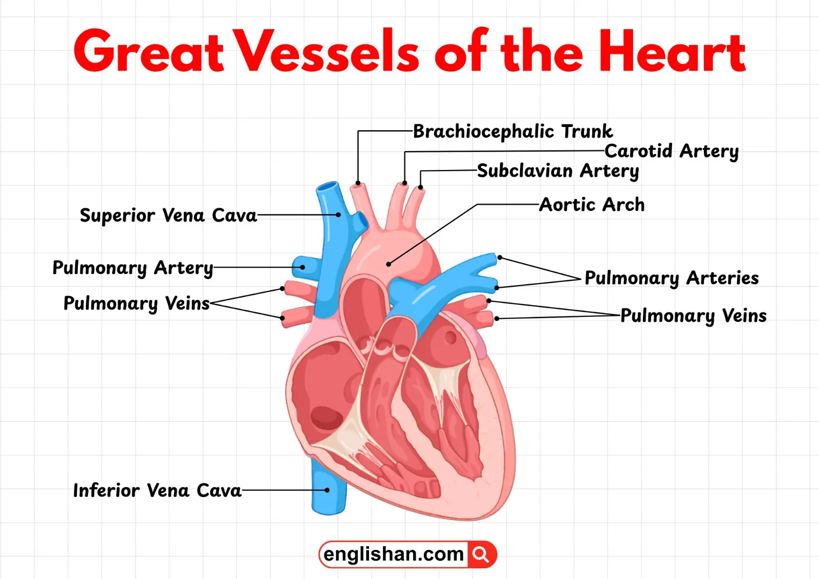 Diagram of the heart’s great vessels including the aorta, pulmonary artery, pulmonary veins, and vena cava.