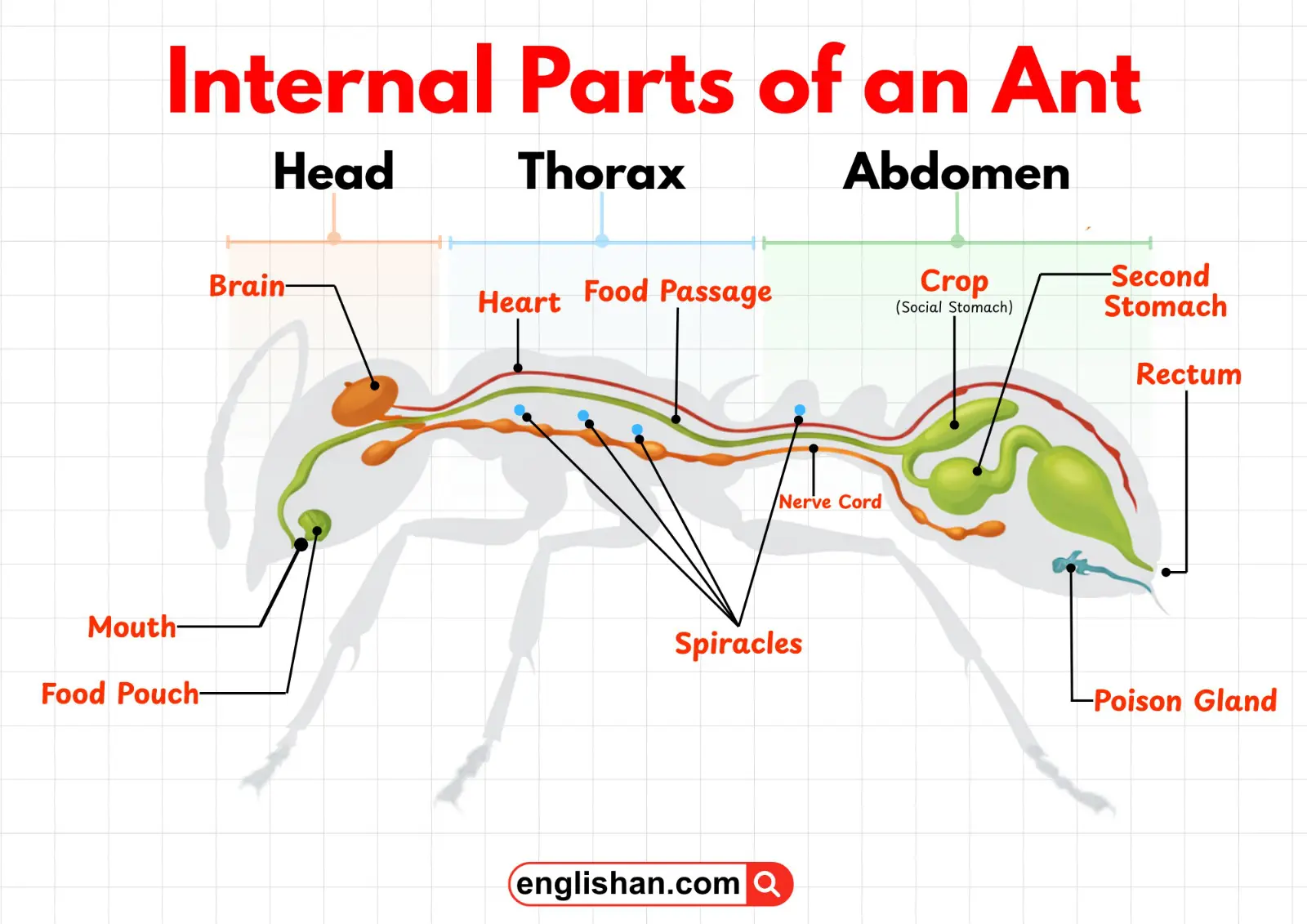 Internal organs of an ant labeled in a diagram