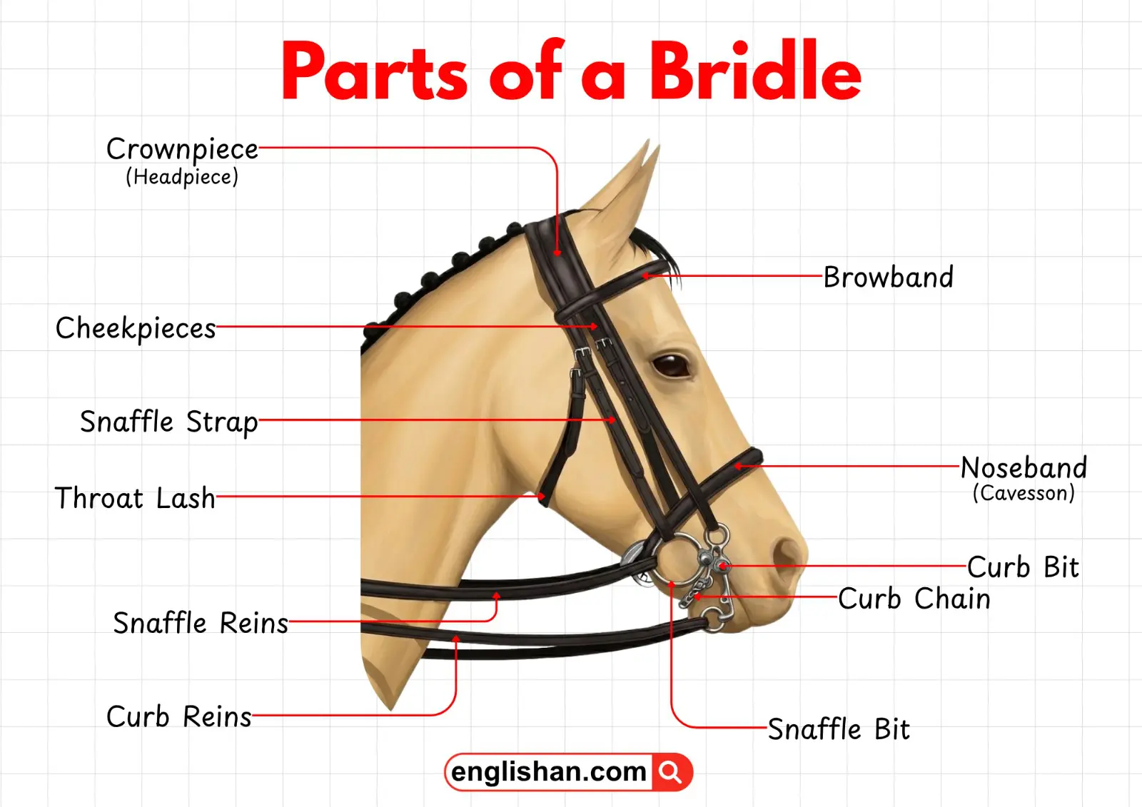 Diagram showing the different parts of a horse bridle with labels.