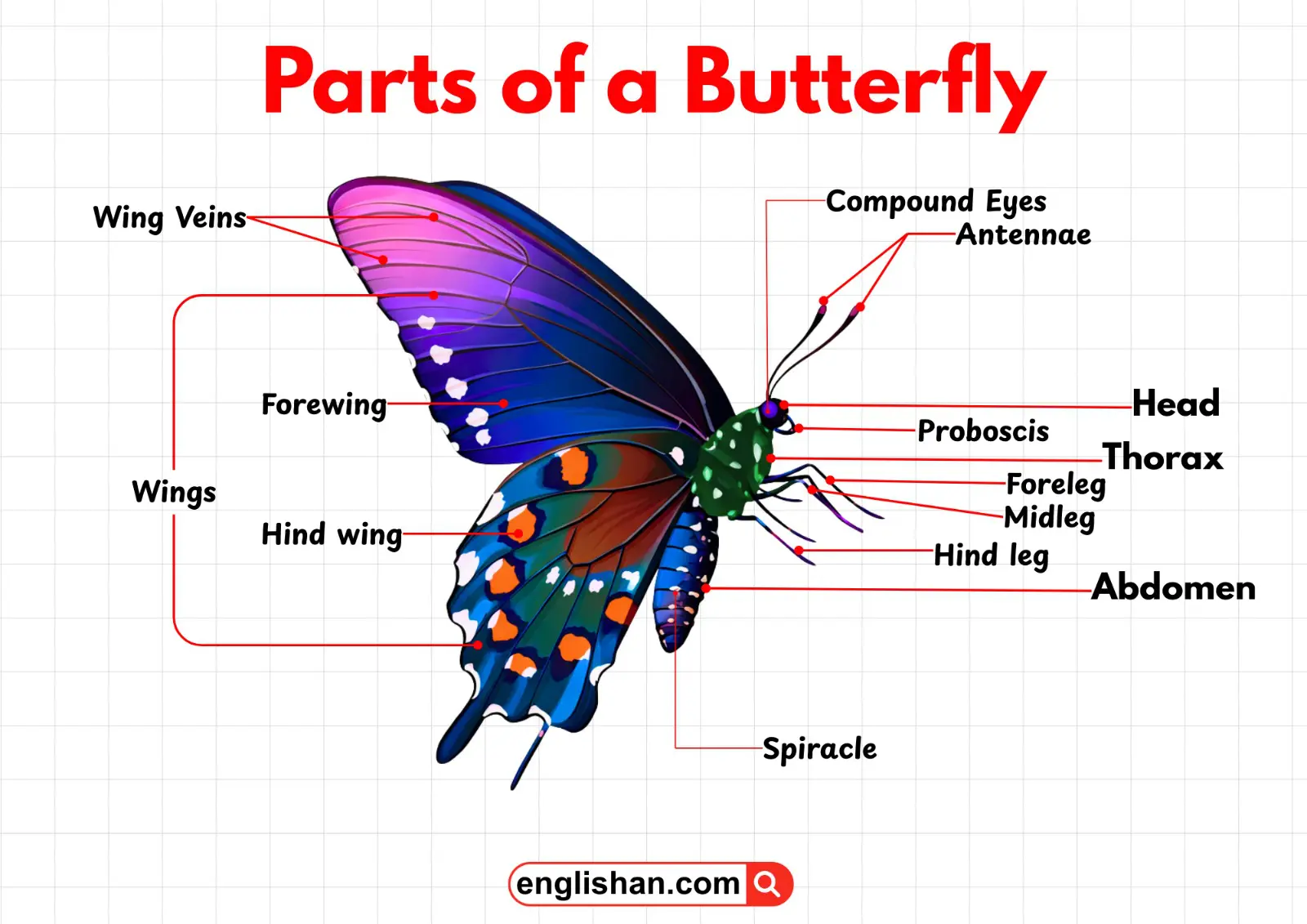 Labeled diagram of a butterfly showing its main body parts.