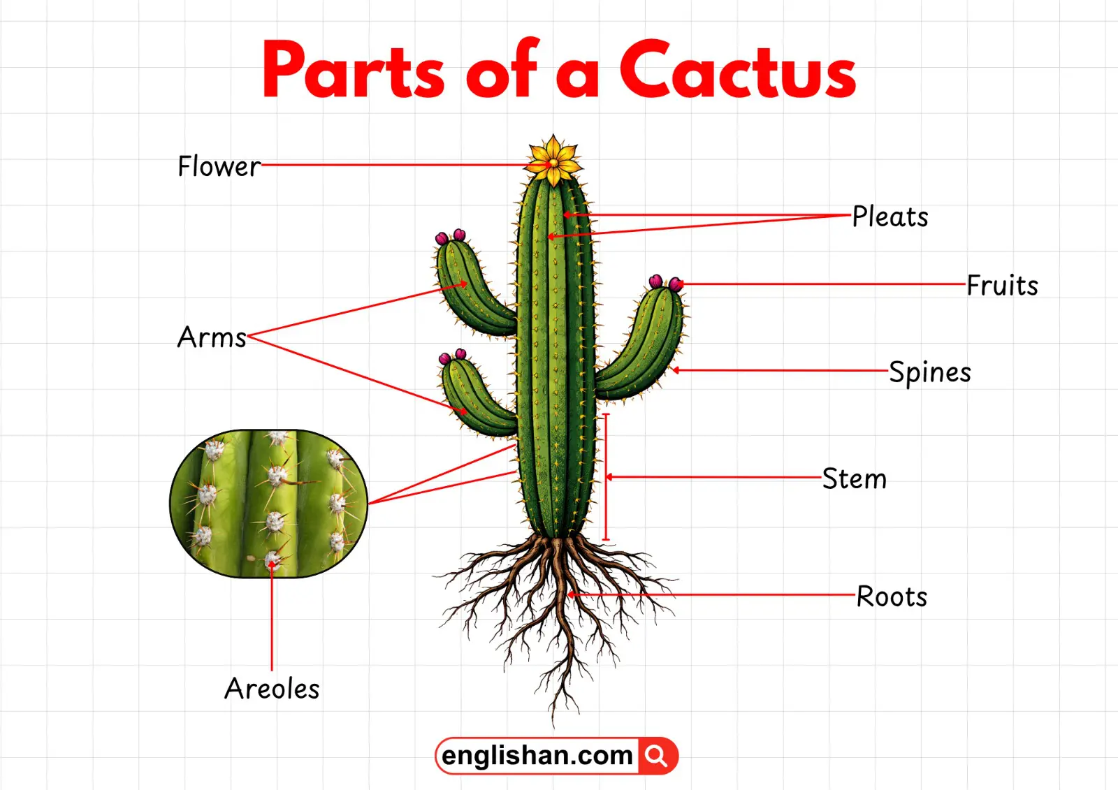 Labeled cactus diagram showing stem, spines, flowers, fruits, roots, pleats, arms, and areoles.