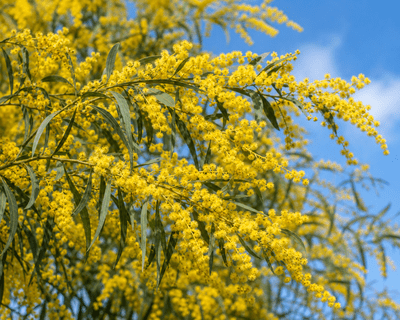 Acacia