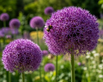 Allium