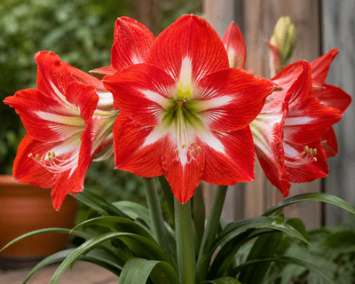 Amaryllis