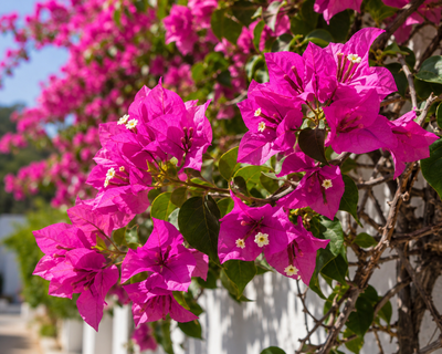 Bougainvillea