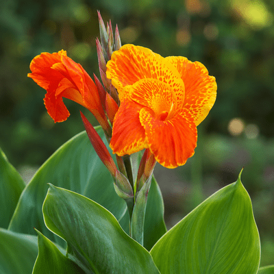 Canna Lily