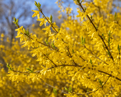 Forsythia