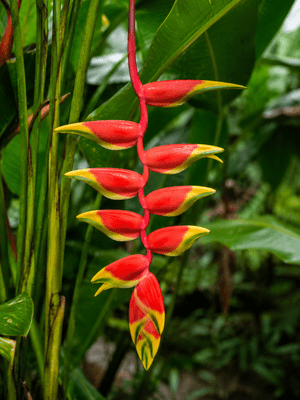 Heliconia