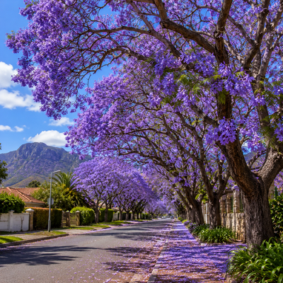Jacaranda