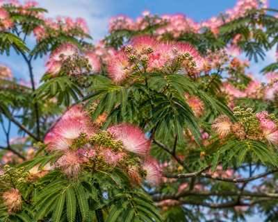 Mimosa Tree