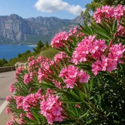 Oleander