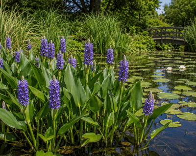 Pickerelweed