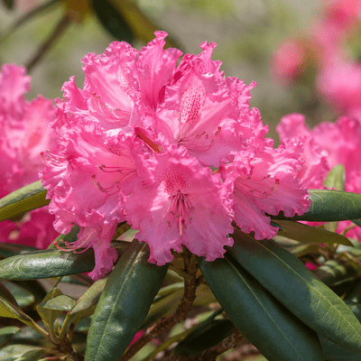 Rhododendron