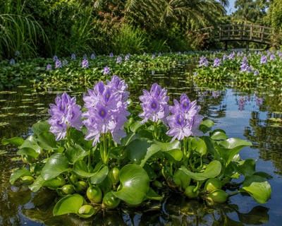 Water Hyacinth