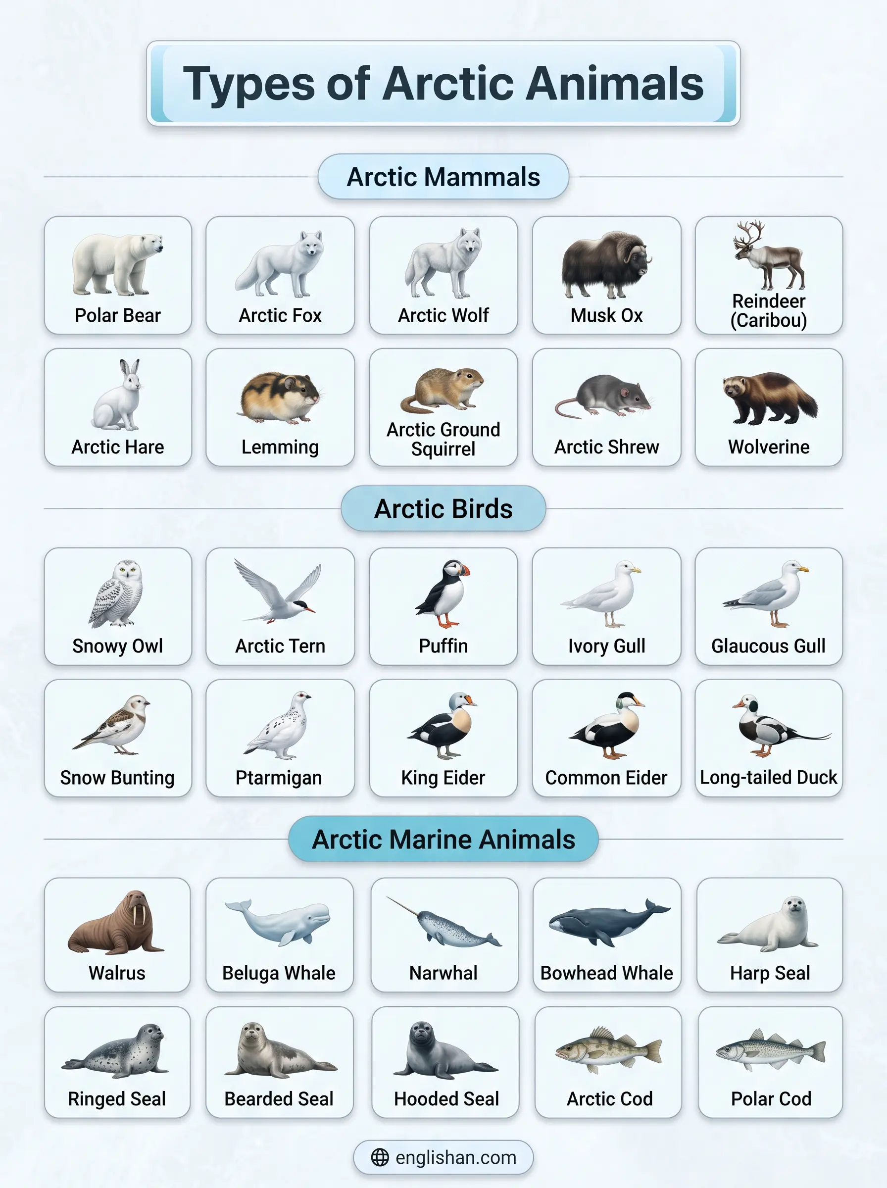 Arctic animals names with pictures showing polar bear Arctic fox reindeer musk ox walrus snowy owl and harp seal in icy habitats
