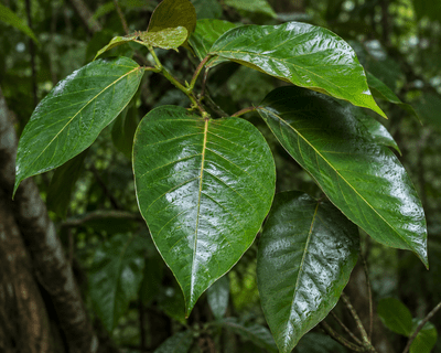 Bai Yor Leaf