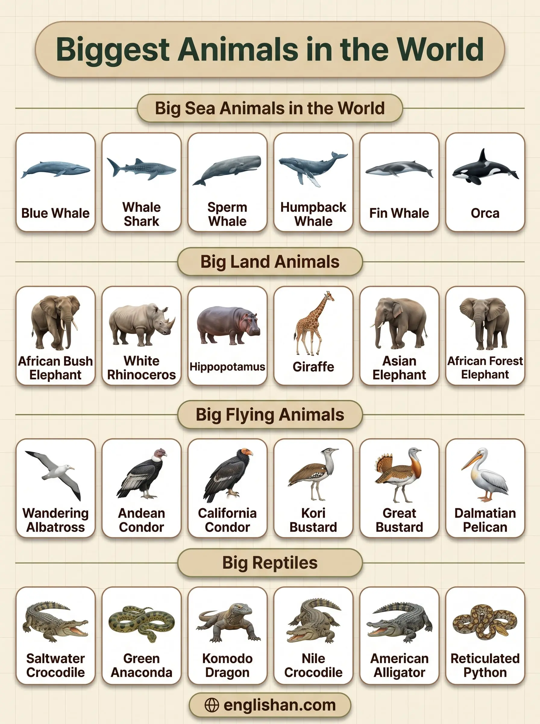Biggest animals in the world with pictures showing blue whale, African elephant, and whale shark