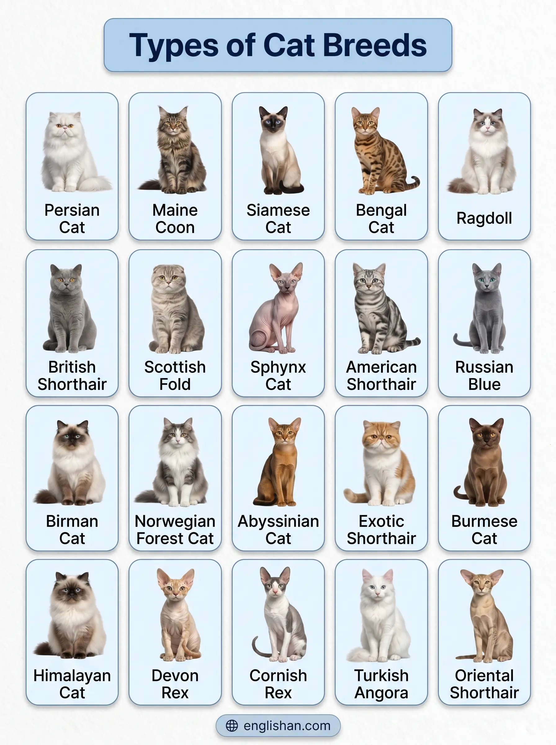 Common cat breeds with pictures and names showing Persian cat Maine Coon Siamese and Bengal traits