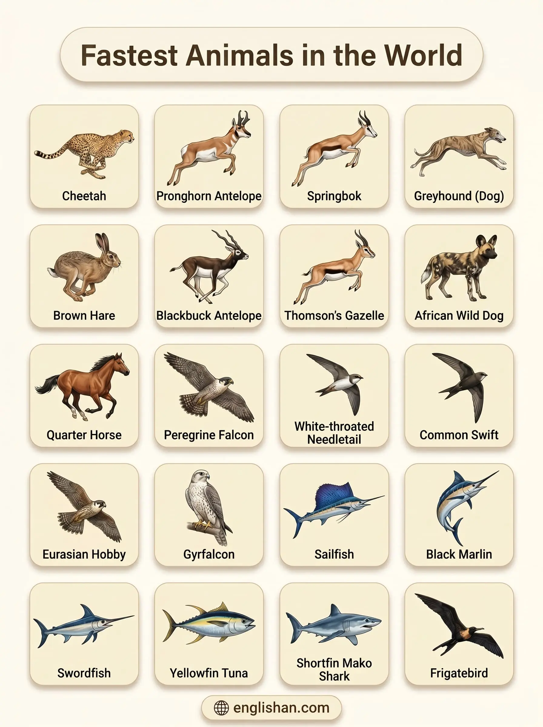 Fastest animals in the world with pictures including cheetah, peregrine falcon, and sailfish