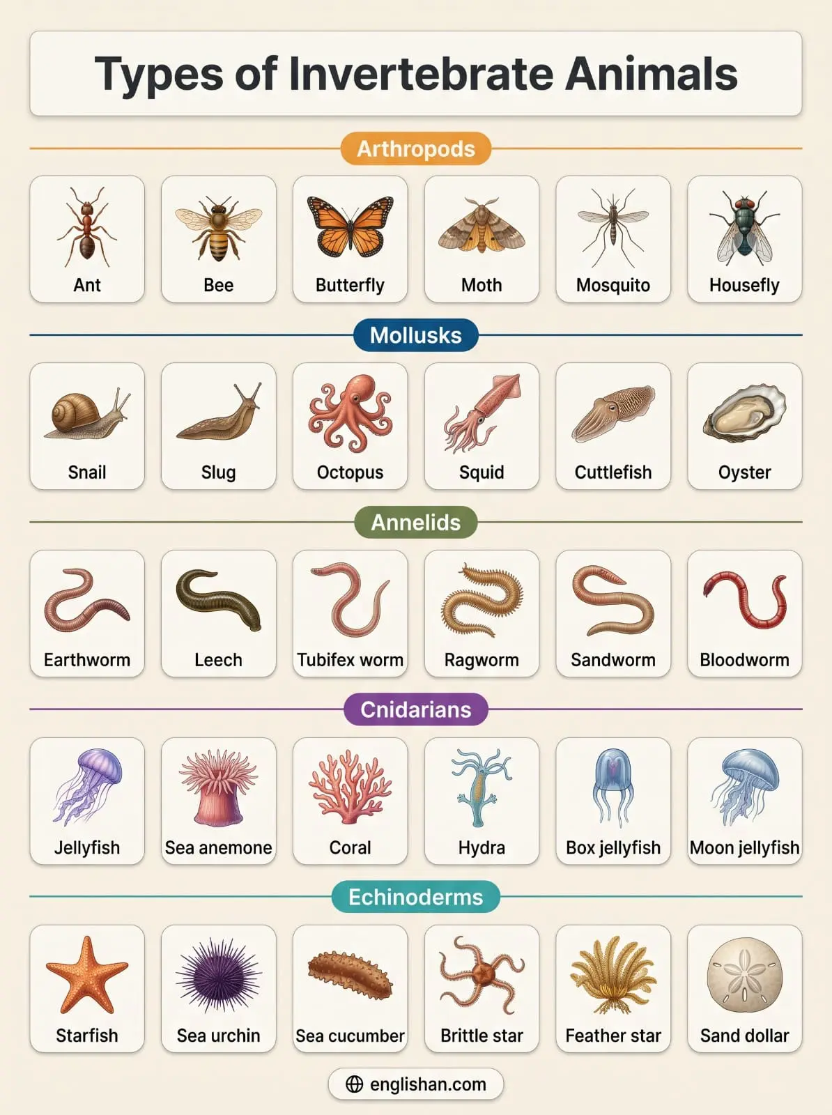 invertebrate-animals-names.webp