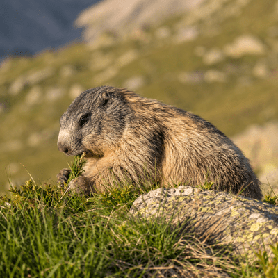 Marmot