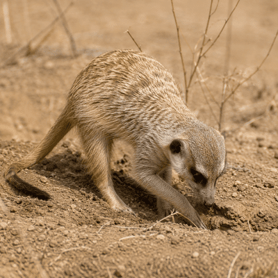 Meerkat