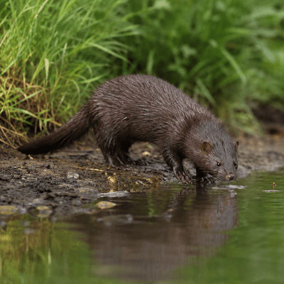 Mink