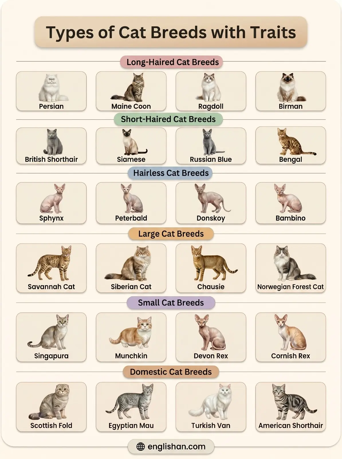 Types of cat breeds with names and traits including Persian cat Maine Coon Siamese cat and Bengal cat