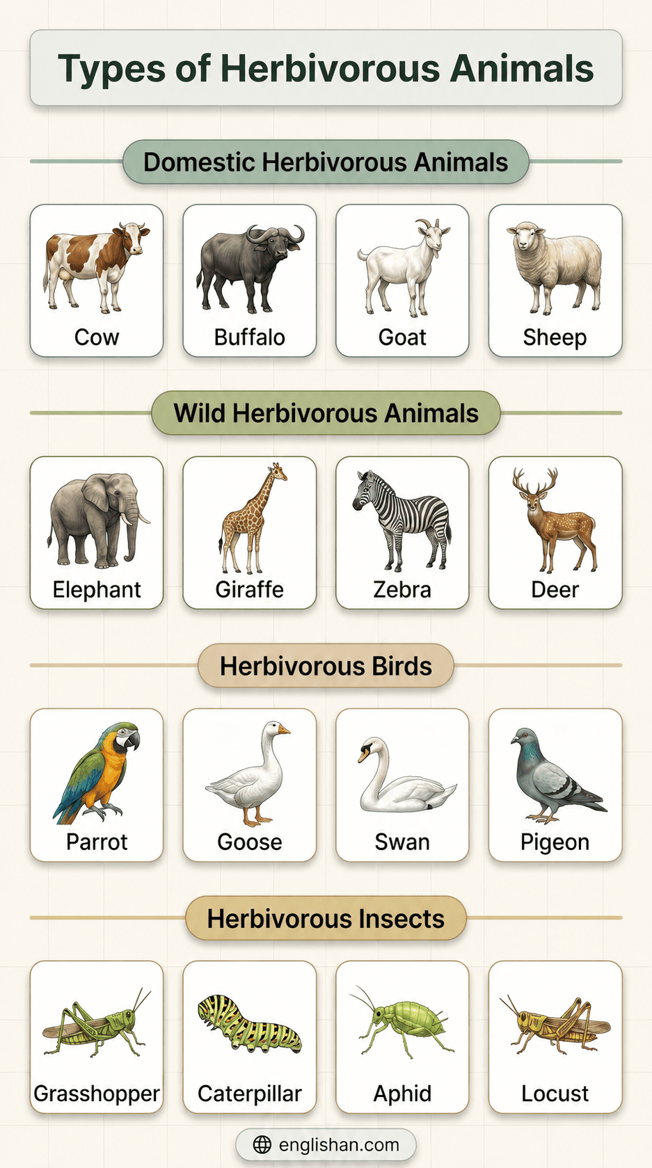 33+ herbivorous animals names with pictures in English including cow, giraffe, rabbit, elephant, and deer