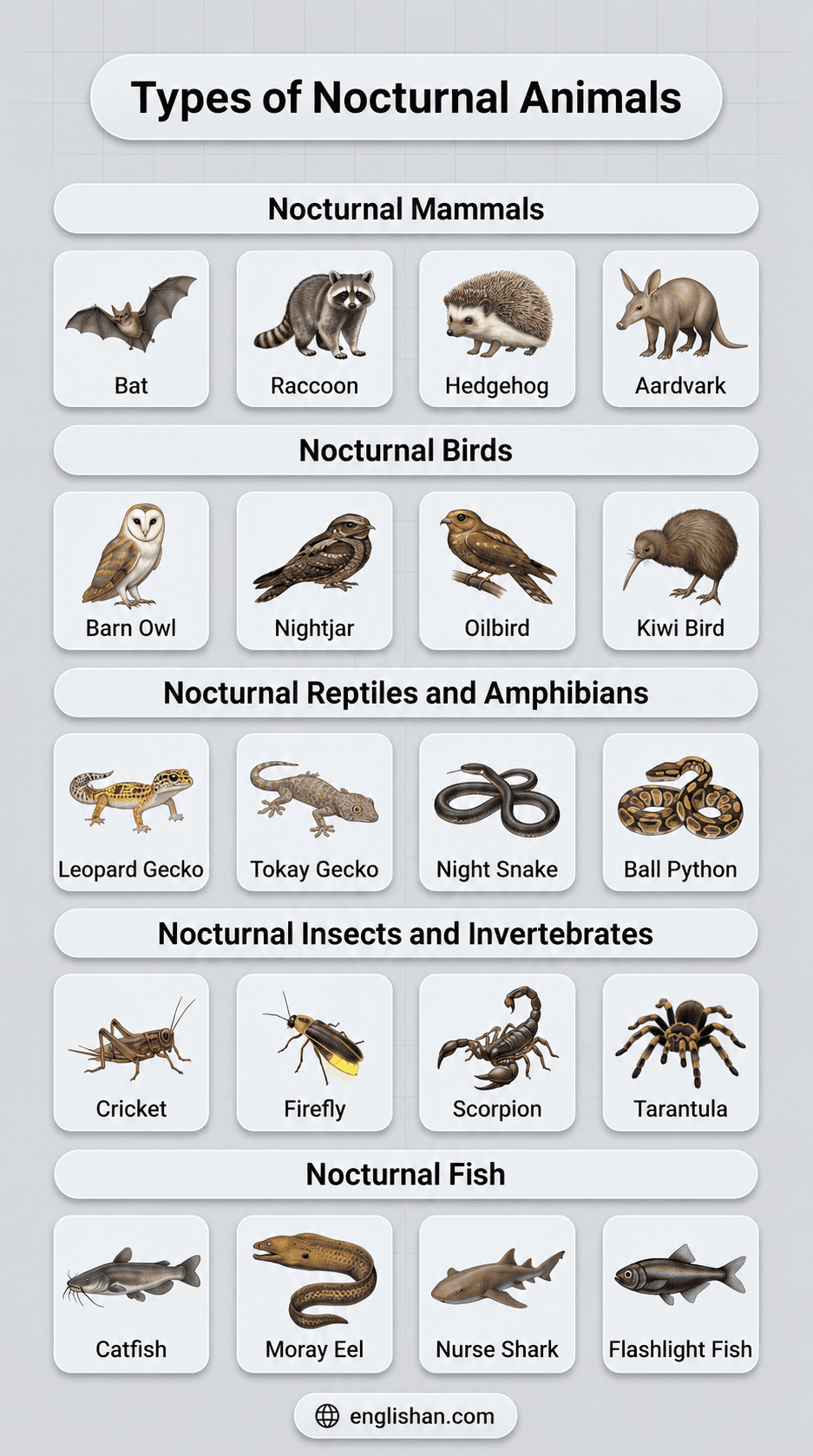 Nocturnal animals names with pictures including owl, bat, fox, raccoon, hedgehog, wolf, leopard, and python species in natural habitats