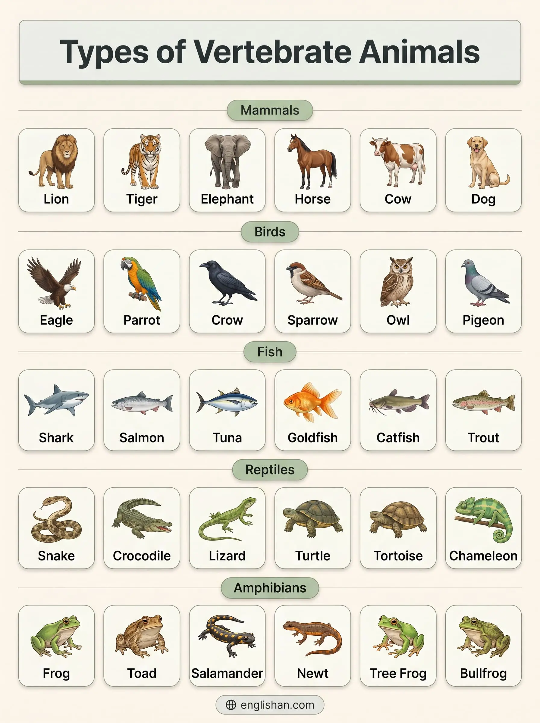 vertebrate-animals-names-pictures.webp