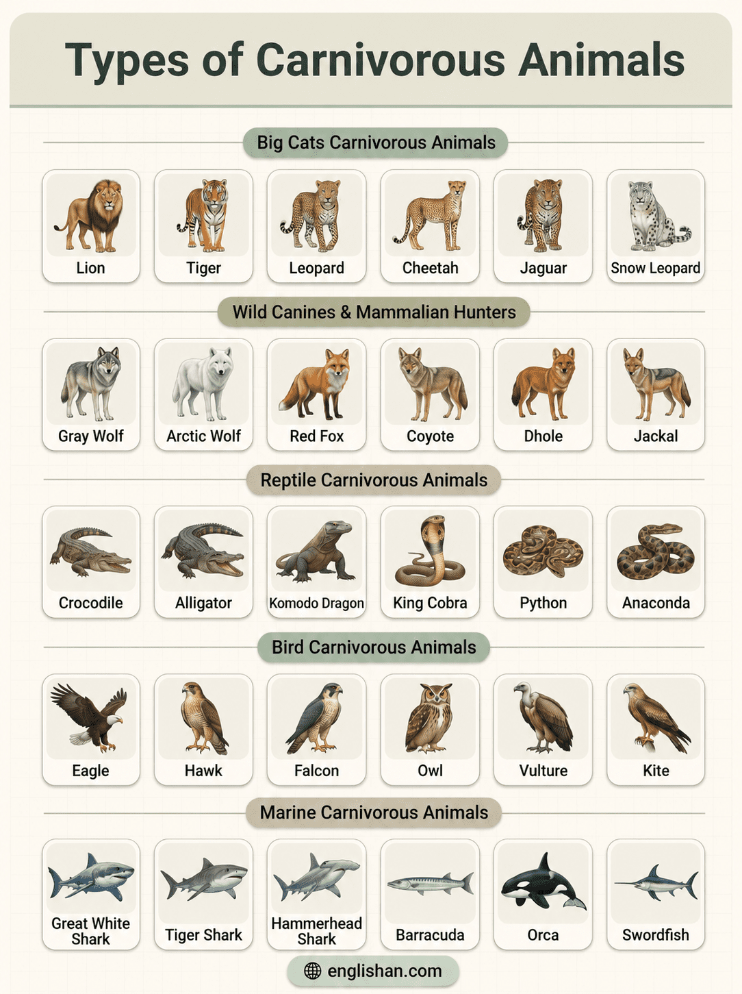 Carnivorous animals names in nature including lion tiger wolf crocodile eagle shark hyena
