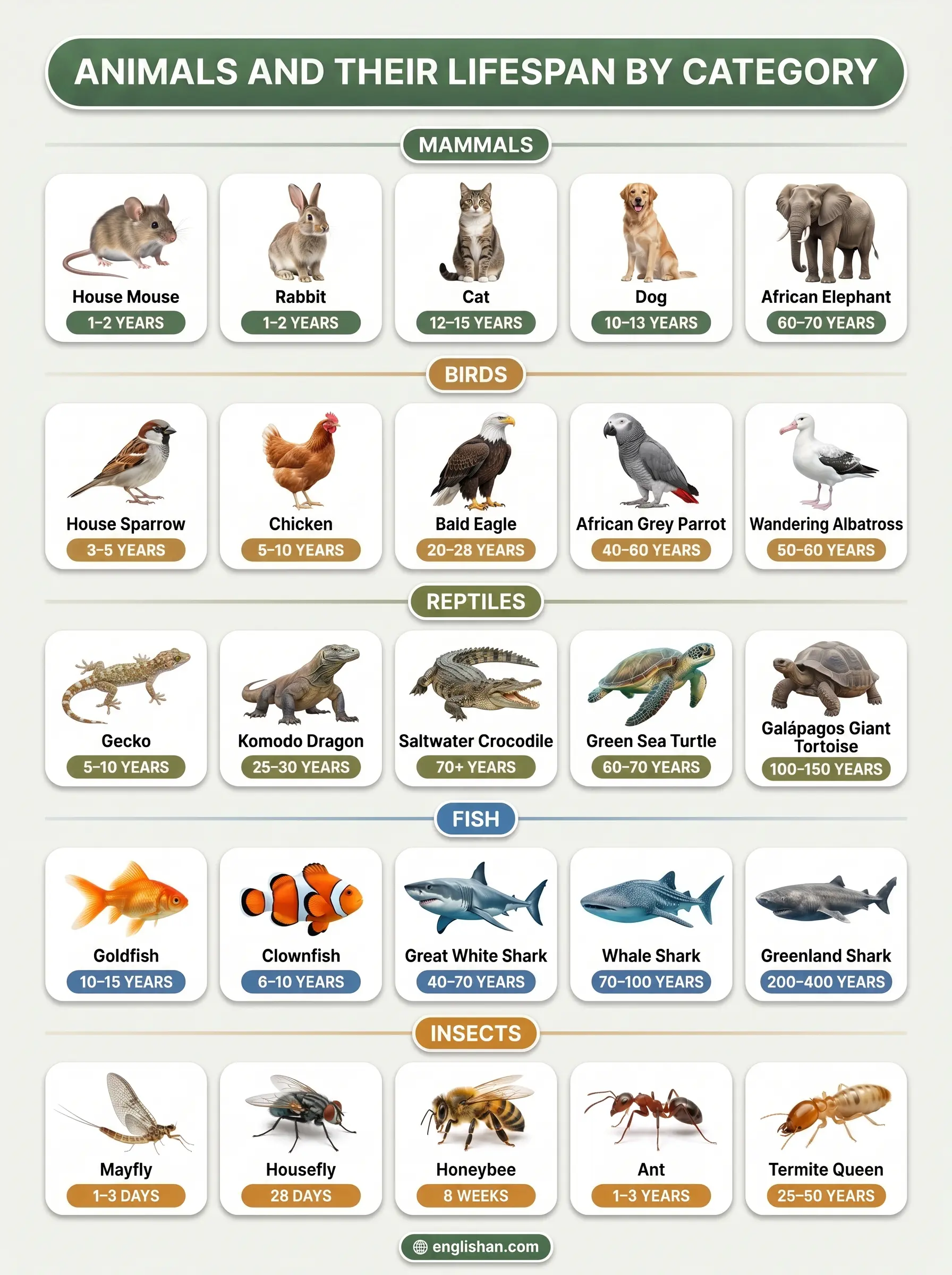 Animals and their lifespan by category featuring mammals, birds, reptiles, fish, and amphibians.