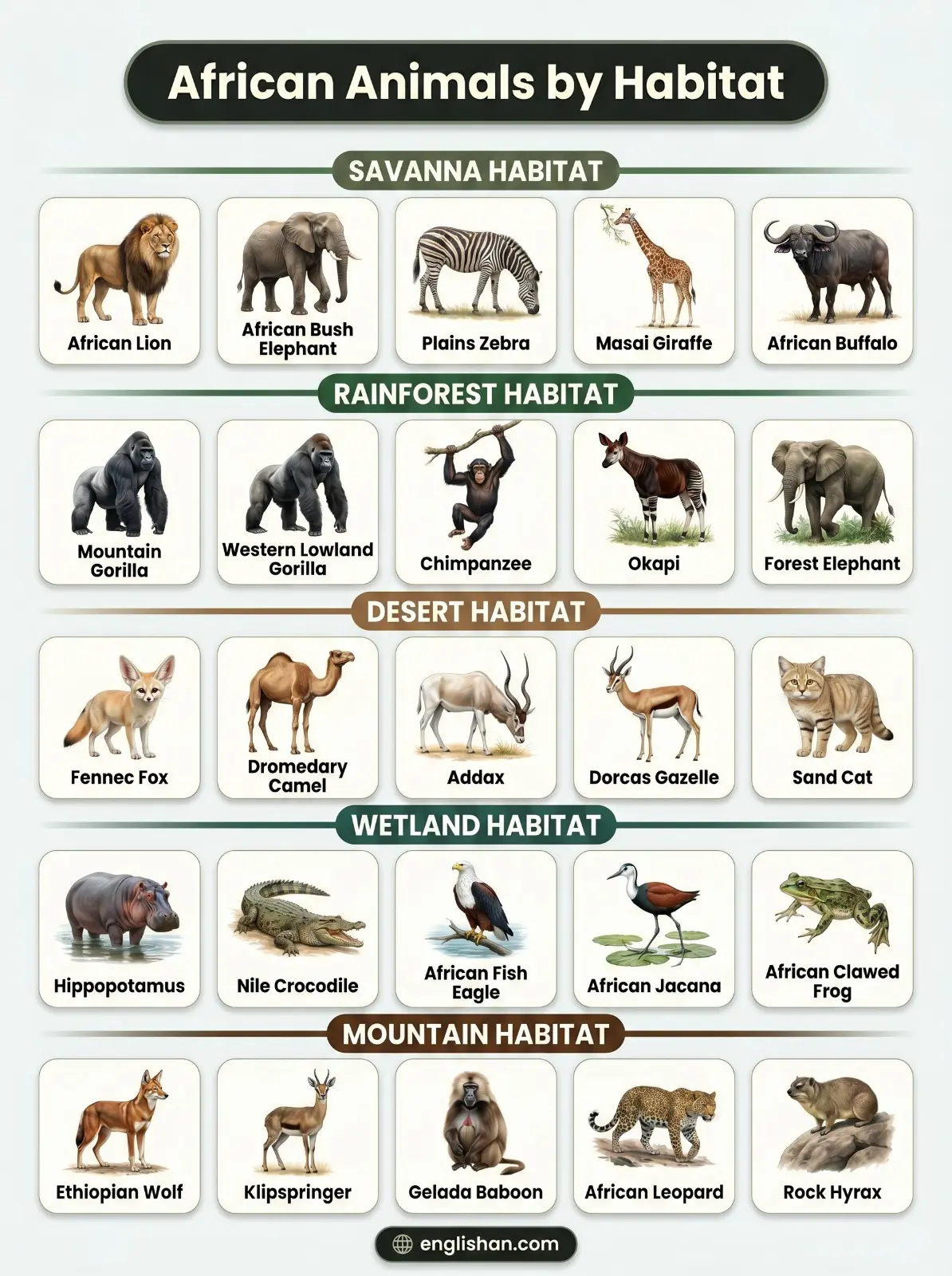 African animals by habitat across savanna, rainforest, desert, wetland, and mountain regions