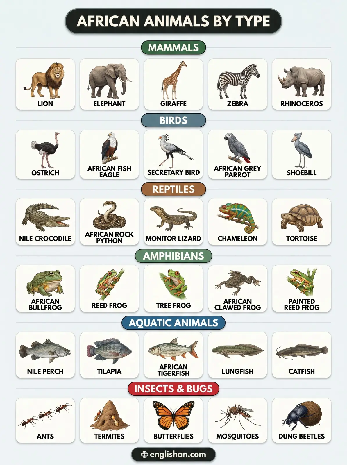 African animals by type including mammals, birds, reptiles, fish, and insects