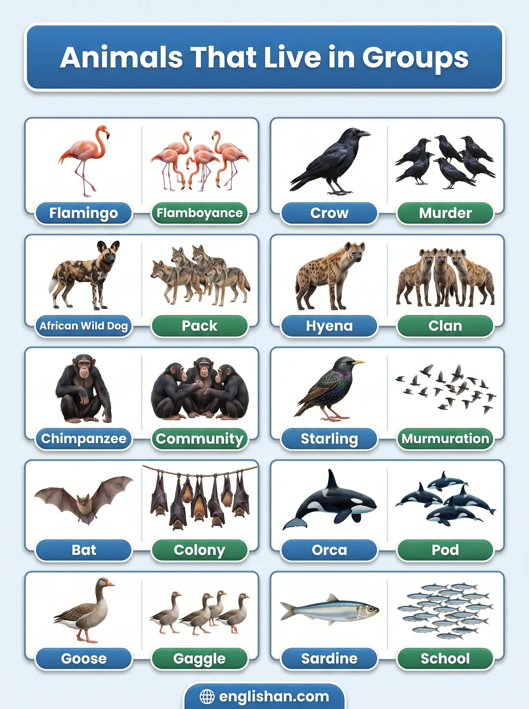 Animals that live in groups names with lions, wolves, elephants, dolphins, ants, and their collective nouns.