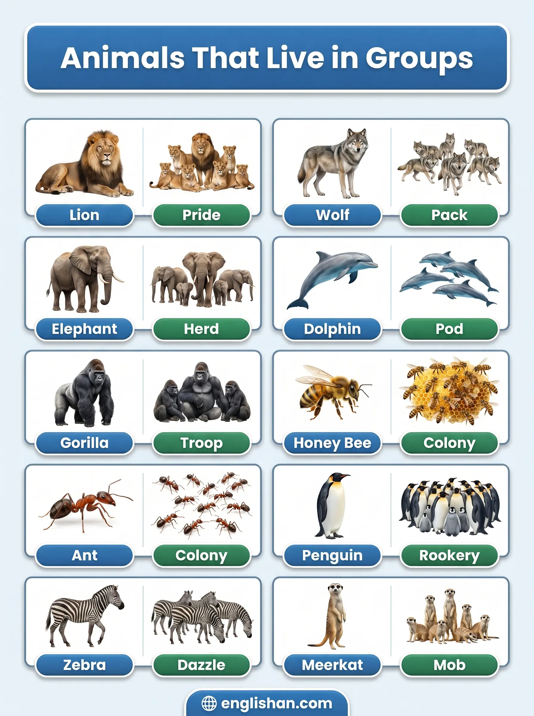 Animals that live in groups including lions, elephants, wolves, dolphins, penguins, and ants in their natural habitats.