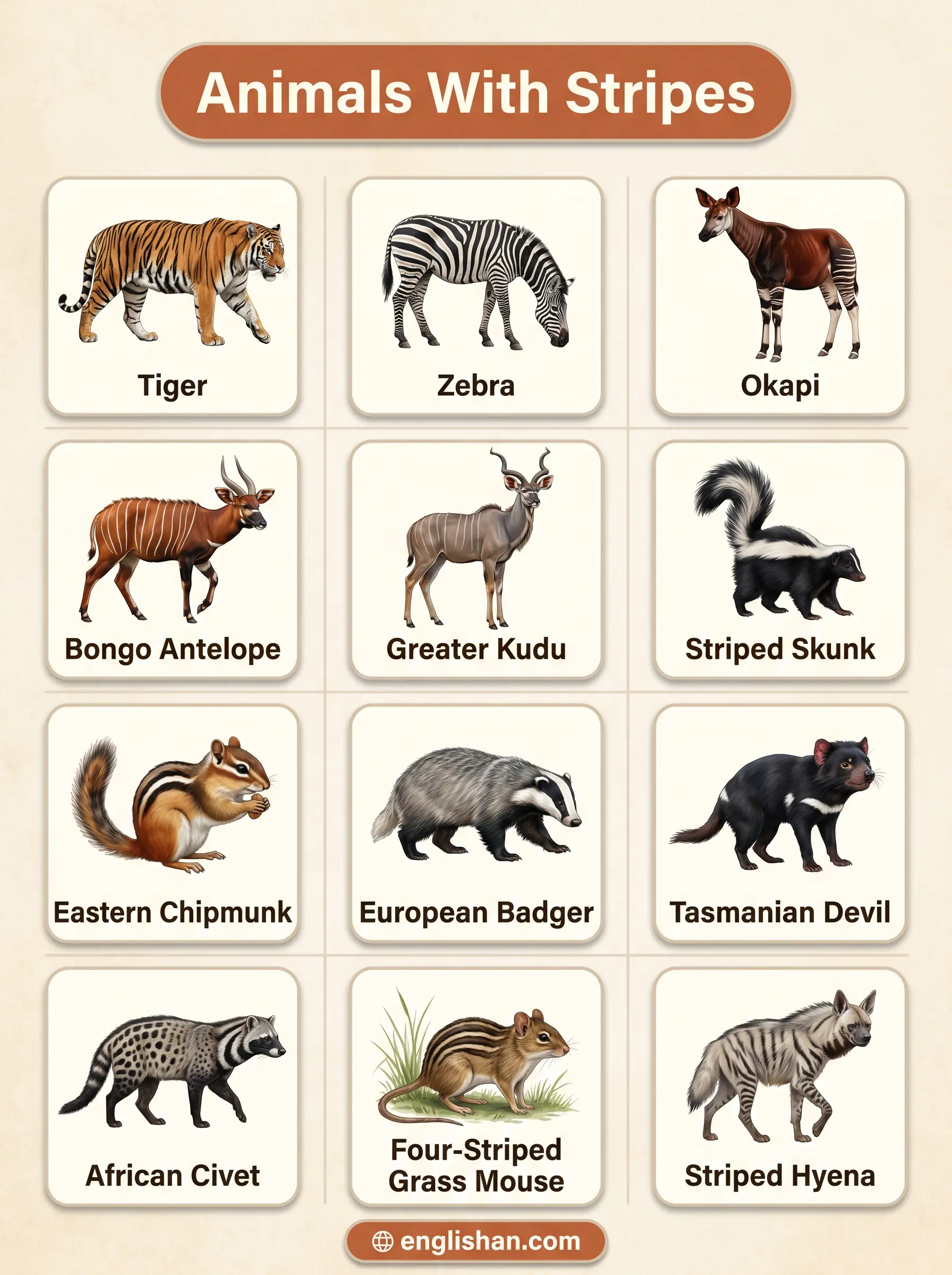 Animals with stripes names in English including tiger zebra leopard skunk and okapi species identification