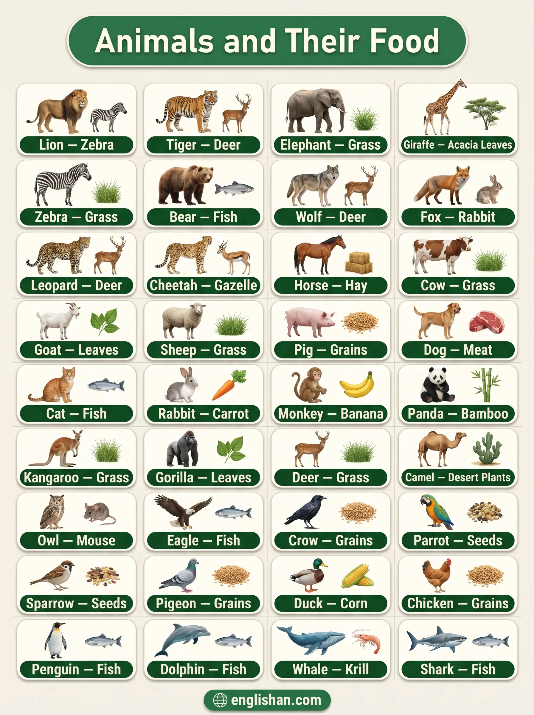 Popular animals and their food with pictures including lion, cow, rabbit, and panda